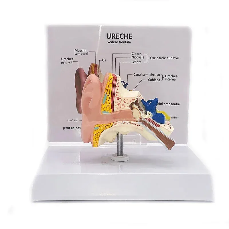 Desktop Ear Anatomy Model Human Medical Ear Anatomy Model Full Ear Model 1:1 Scale anatomy medical teaching tool