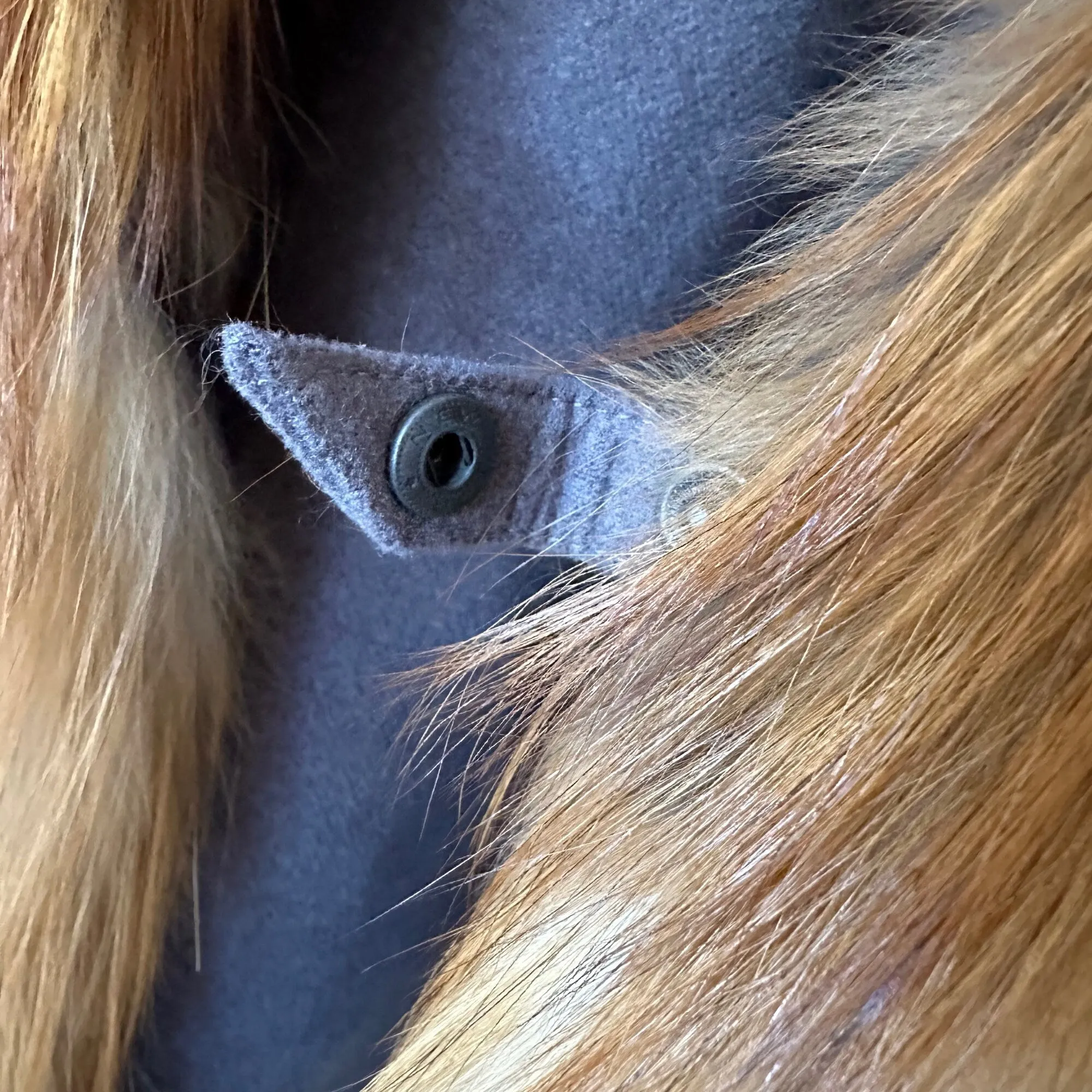 Women Short Grey Cape Woolen blend and trim fox fur